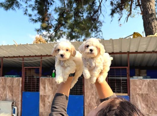 Maltipoo Yavurlamiz