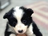 Border Collie Yavrula Mama Ve Malzeme Kampanyalı