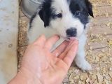 Border Collie Yavrula Mama Ve Malzeme Kampanyalı