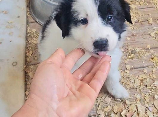 Border Collie Yavrula Mama Ve Malzeme Kampanyalı görsel
