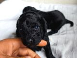 Siyah Poodle Yavrular