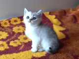 Show Kalite British Shorthair Yavrular