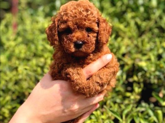 Dişi Erkek Red Brown Toy Poodle Yavrularımız görsel
