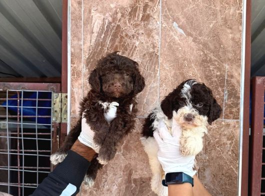 Lagotto Yavrularımız görsel
