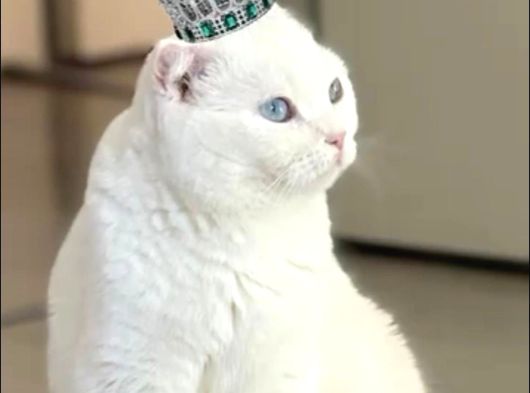 Scottish Straight Dişi Kısır Güzel Kedimiz