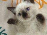 Safkan Kedi Yavruları