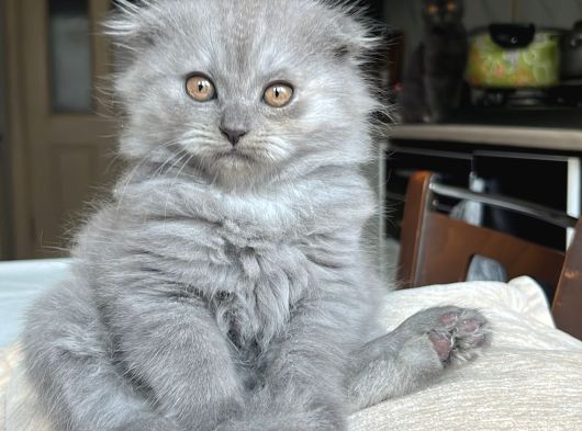 British Shorthair Ve Scottish Fold Yavru