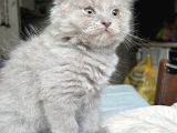 British Shorthair Ve Scottish Fold Yavru