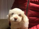 Maltipoo Yavrularımız Uygundur