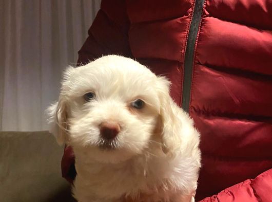 Maltipoo Yavrularımız Uygundur görsel