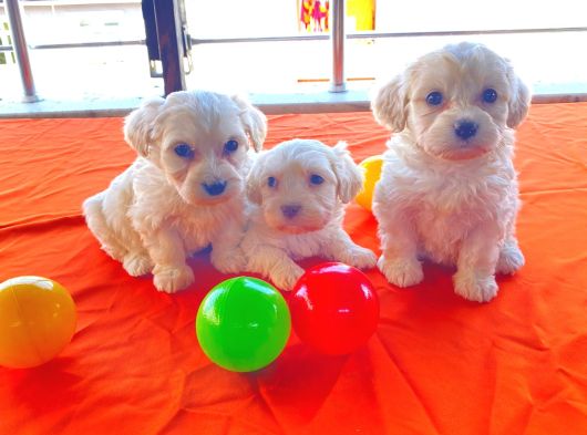 Maltipoo Yavrularımız Ev Doğumu