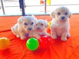 Maltipoo Yavrularımız Ev Doğumu