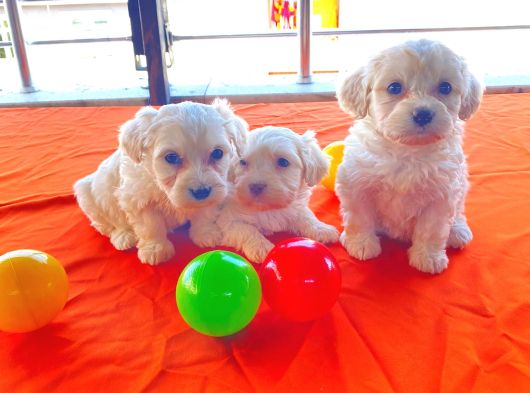 Maltipoo Yavrularımız Ev Doğumu görsel