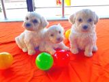 Maltipoo Yavrularımız Ev Doğumu