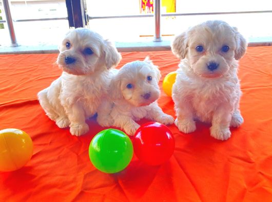 Maltipoo Yavrularımız Ev Doğumu görsel