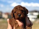 tatlı toy poodle bebeklerim