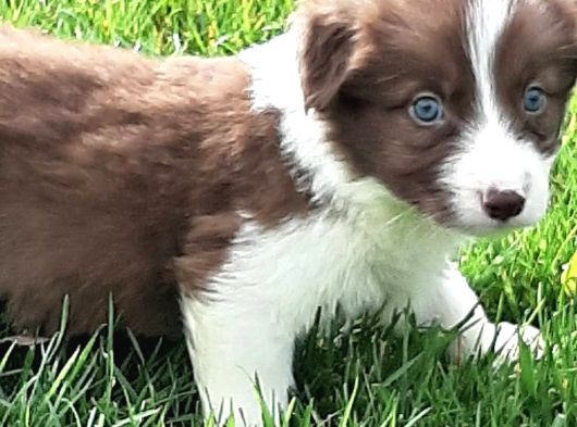 Border Collie Yavruları Istanbul görsel