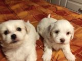 A Kalite Maltipoo Yavrularımız