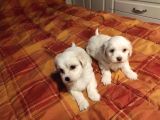 A Kalite Maltipoo Yavrularımız