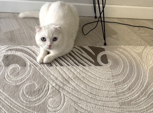 Scottish Straight Dişi Kısır Güzel Kedimiz görsel