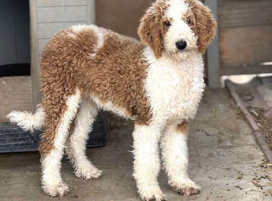 LABRADOODLE - BERNEDOODLE DİZAYN IRK BEBEKLER