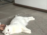 Scottish Straight Dişi Kısır Güzel Kedimiz