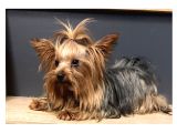 Teacup Dişi Yorkshire Terrier 1650 Gr Sağlıklı  Aşıları Tam