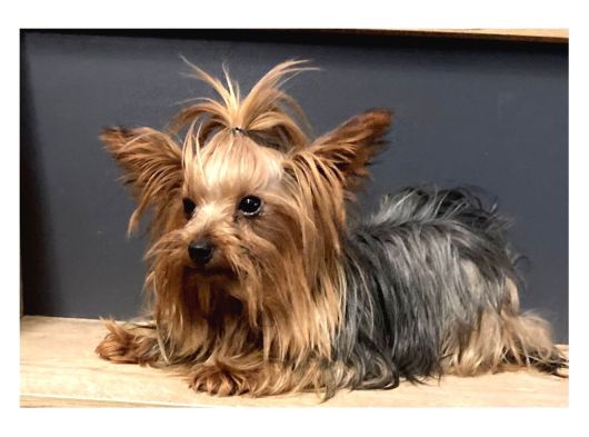 Teacup Dişi Yorkshire Terrier 1650 Gr Sağlıklı  Aşıları Tam görsel