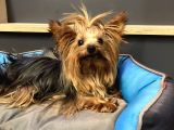 Teacup Dişi Yorkshire Terrier 1650 gr Sağlıklı  Aşıları Tam