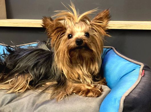 Teacup Dişi Yorkshire Terrier 1650 Gr Sağlıklı  Aşıları Tam