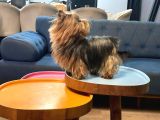 Teacup Dişi Yorkshire Terrier 1650 Gr Sağlıklı  Aşıları Tam