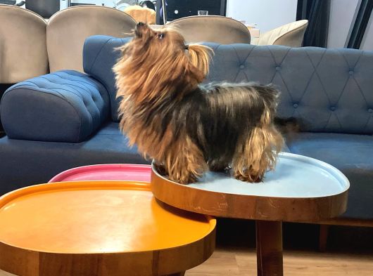 Teacup Dişi Yorkshire Terrier 1650 Gr Sağlıklı  Aşıları Tam görsel