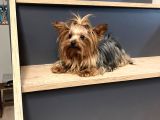 Teacup Dişi Yorkshire Terrier 1650 Gr Sağlıklı  Aşıları Tam