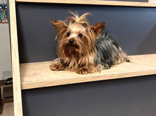 Teacup Dişi Yorkshire Terrier 1650 Gr Sağlıklı  Aşıları Tam görsel