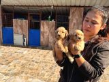 Maltipoo Bebeklerimiz