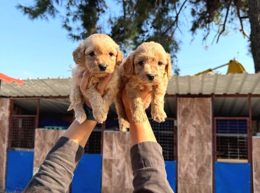 Maltipoo Bebeklerimiz