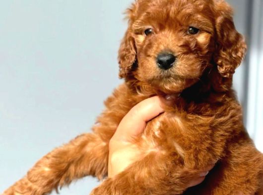 Dişi Erkek Red Brown Toy Poodle Yavrularımız görsel