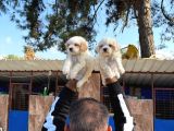 Maltipoo Bebeklerimiz
