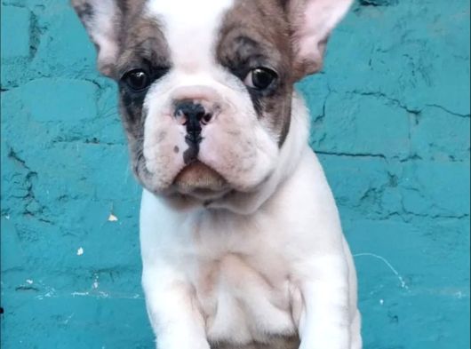 French Buldog Bebekler görsel