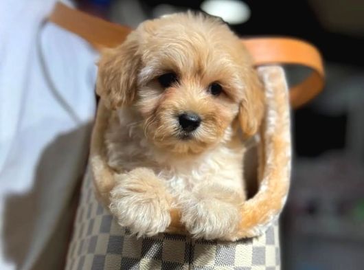 Bebek Surat Maltipoo Yavrularımız Sizlerle