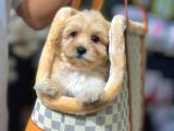 Bebek Surat Maltipoo Yavrularımız Sizlerle