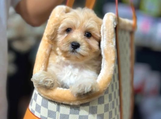 Bebek Surat Maltipoo Yavrularımız Sizlerle görsel