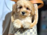 Bebek Surat Maltipoo Yavrularımız Sizlerle
