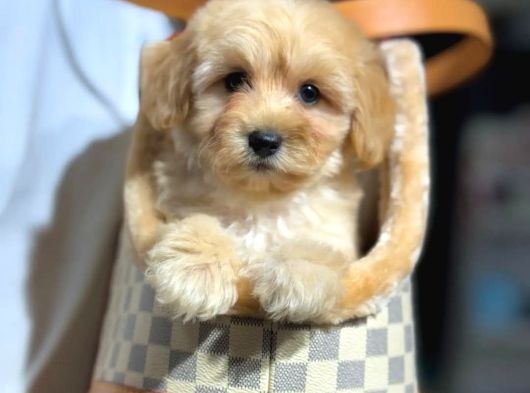 Bebek Surat Maltipoo Yavrularımız Sizlerle görsel