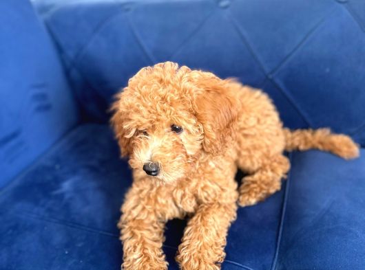 Toy Poodle Yeni Ailesini Arıyor görsel