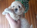 Apricot Toy Poodle Ankara En Uygun Fiyat