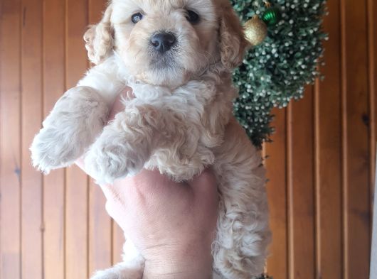 Apricot Toy Poodle Ankara En Uygun Fiyat