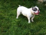 Exotic Bully