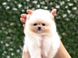Sevimli Pomeranian Yavrular
