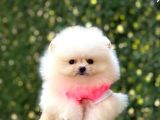 Sevimli Pomeranian Yavrular